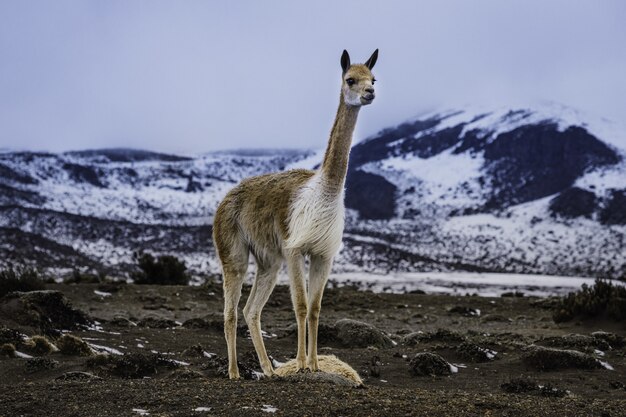 Colpo del primo piano di un lama nelle montagne dell'ecuador, situato nel vulcano chimborazo