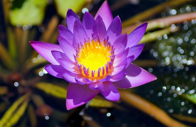 Closeup shot of a lotus flower