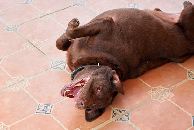 A closeup shot of a lying brown Labrador retriever with open mouth