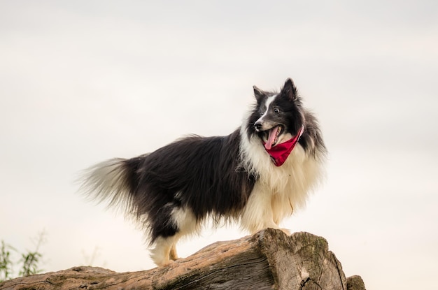 Closeup shot of a Mackenzie River husky standing on a piece of wood