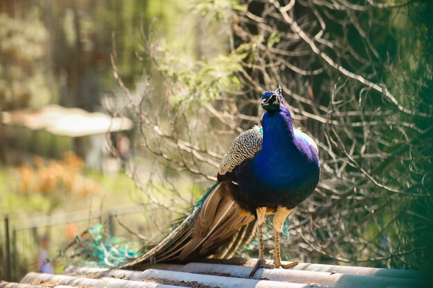 Closeup shot of a male peacock in nature