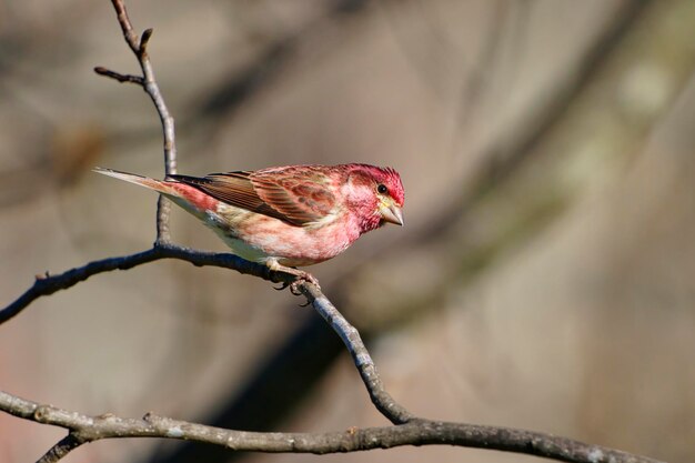 Photo closeup shot of a male purple finch perched on a tree branch dover tennessee
