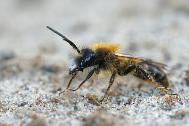 Photo closeup shot of a male red tawny mining bee with its typical jaw hook teeth on a sand