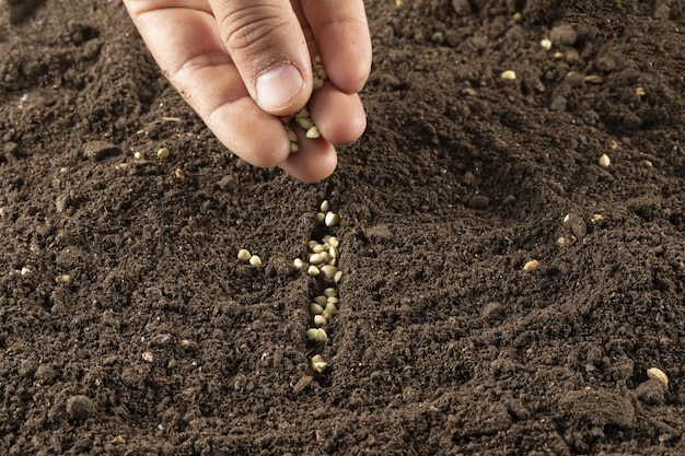 Photo closeup shot of male sifting buckwheat seeds in a soil