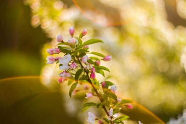 Il primo piano ha sparato a un malus spectabilis durante il giorno