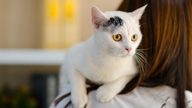 Foto scatto di primo piano di un gattino domestico a strisce marroni e grigie a pelo corto felino con occhi gialli sulla spalla del proprietario irriconoscibile