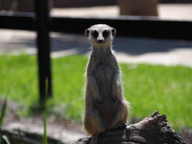 Closeup shot of a meerkat in the zoo