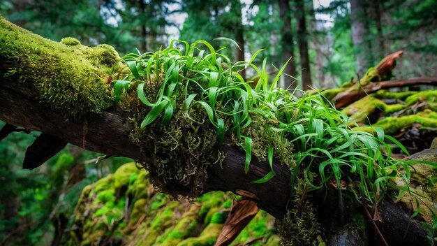 Closeup shot of moss and plants growing on a tree branch in the forest