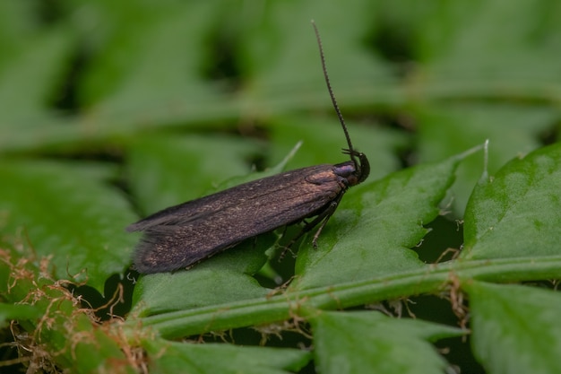 Closeup shot of a moth on a leaf