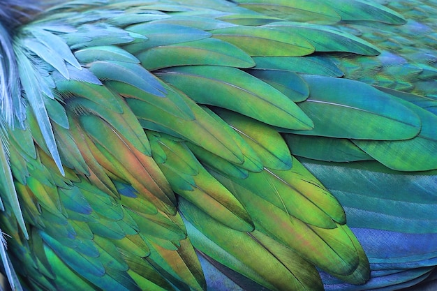 Closeup shot of a nicobar pigeon's feathers