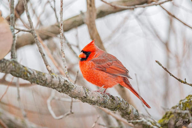 Closeup shot of a northern cardinal on a branch of a tree in a forest