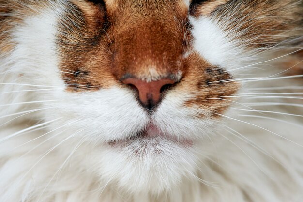 A closeup shot of a nose of a furry cat