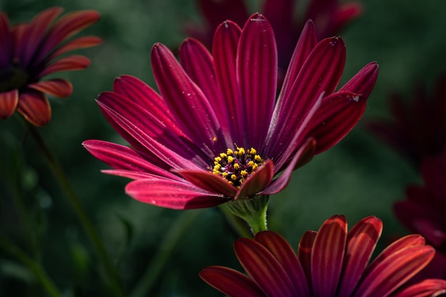 Osteospermum 꽃의 근접 촬영 샷