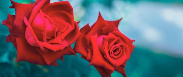 写真 咲く赤いバラと青いスタイルの自然なぼかしの背景にバラの葉のクローズアップショット