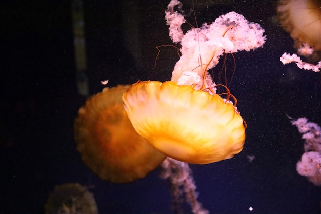 オクラホマ水族館のクローズアップショット - ジェンクス