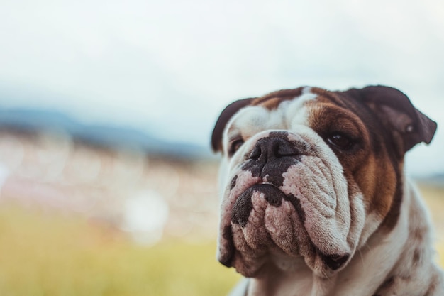 Closeup shot of old English Bulldogge