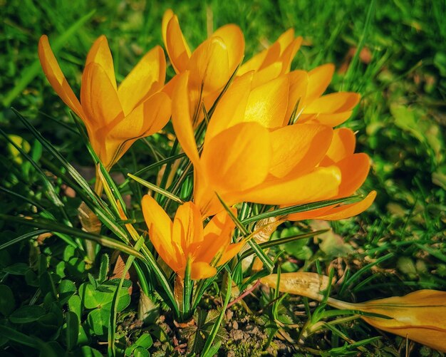 Closeup shot of orange ankara crocus flowers on a blurred background