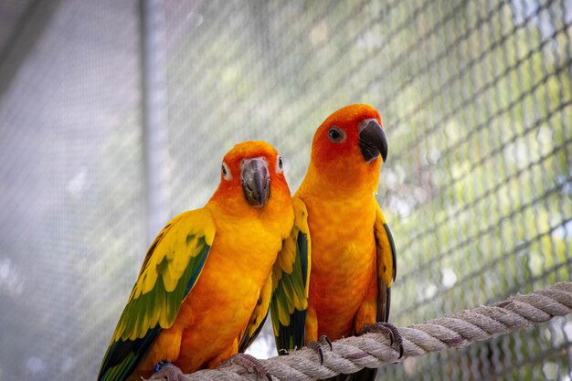 Closeup shot of orange and green parrots in a cage