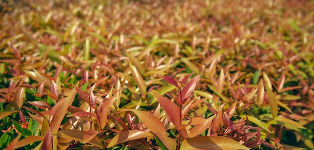 Closeup shot of orange leaf background