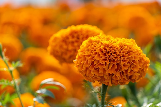 Closeup shot of orange marigold flowers in the field