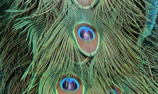 Closeup shot of a peacock