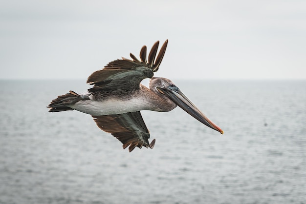 Closeup shot of a Pelican flying over the ocean