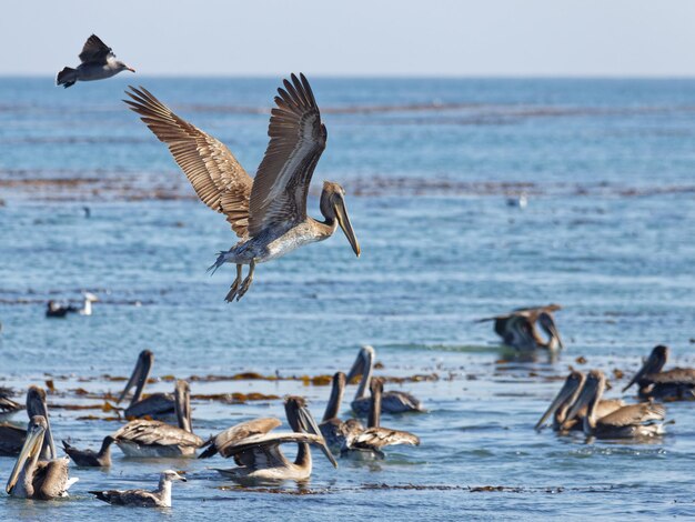 Closeup shot of pelicans flying and swimming in Morro Bay Cayucos CA