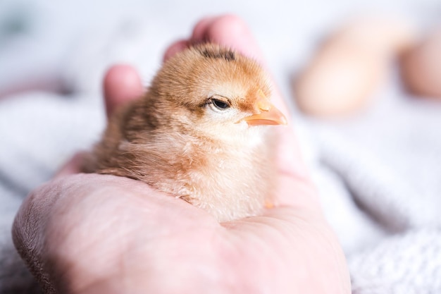 Closeup shot of a person holding brown chick on a cloth