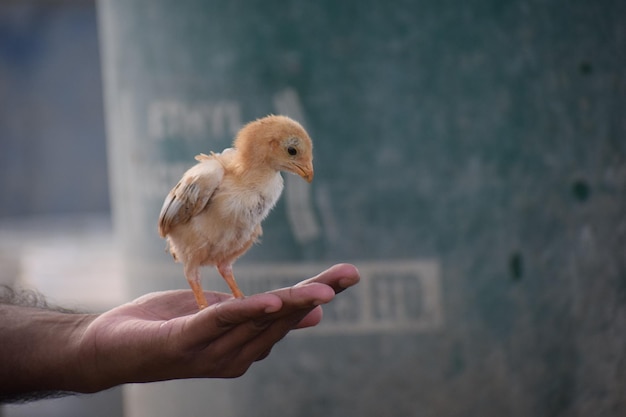 Closeup shot of a person holding a cute chick