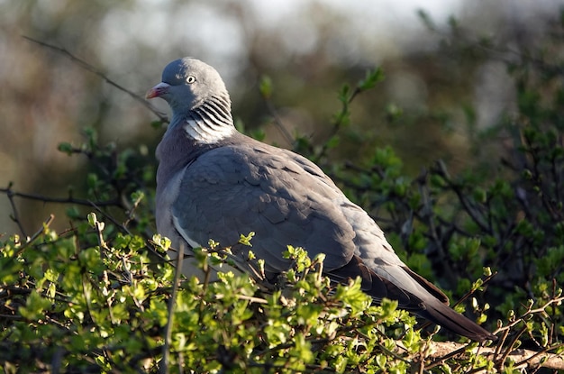 Closeup shot of a pigeon on a bush