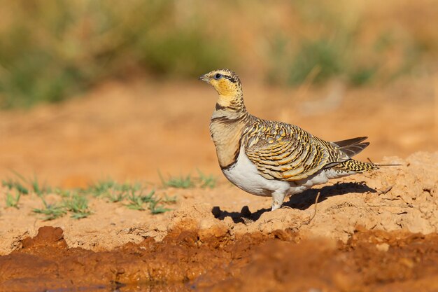 Closeup shot of a pin-tailed sandgrouse on an arid environment