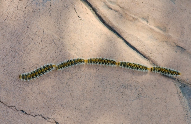 Closeup shot of pine processionary caterpillars