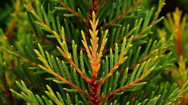 Closeup shot of pine tree leaves