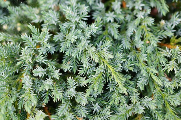 Closeup shot of a Pinetree leaves