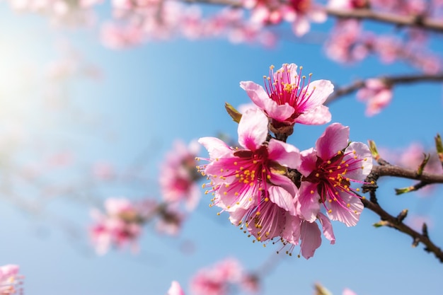 Closeup shot of pink blooming cherry blossom flowers