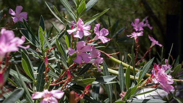 A closeup shot of pink flowers on a branch in daylight inside the city