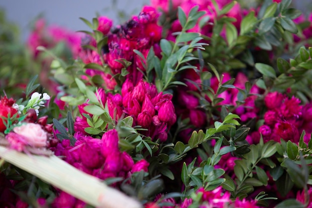 Closeup shot of pink flowers on a bush