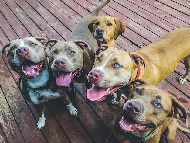 closeup shot of pit bull dogs