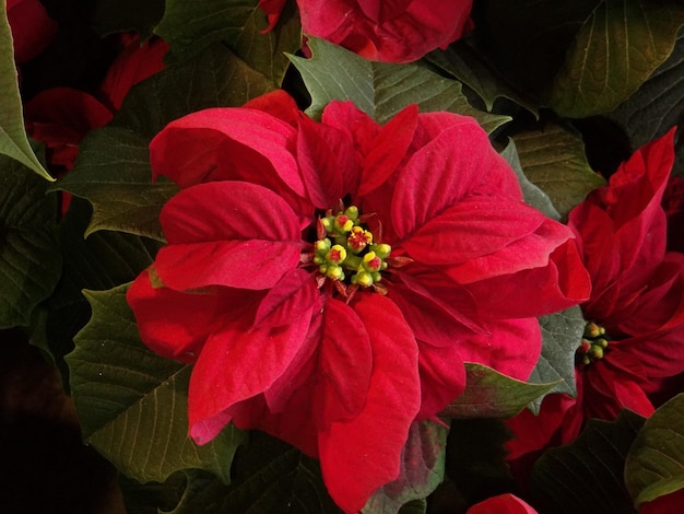 Closeup shot of poinsettia flower