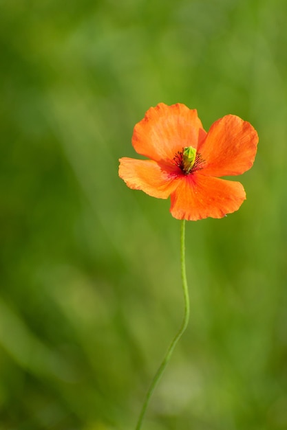 美しいボケ味とポピーの花のクローズアップショット