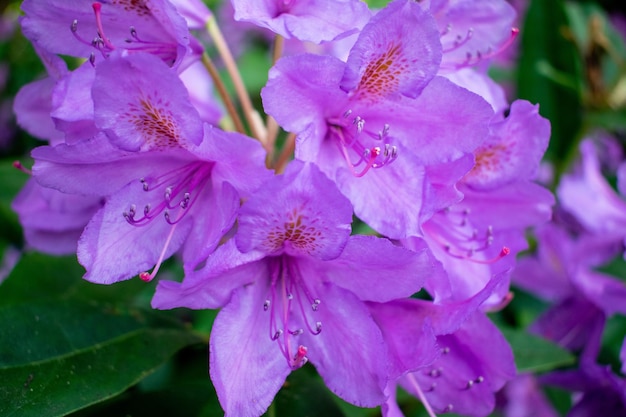 紫色のツツジの花のクローズ アップ ショット