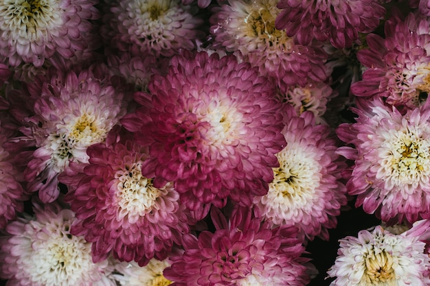 Closeup shot of purple Chrysanthemum flowering plants growing in the garden