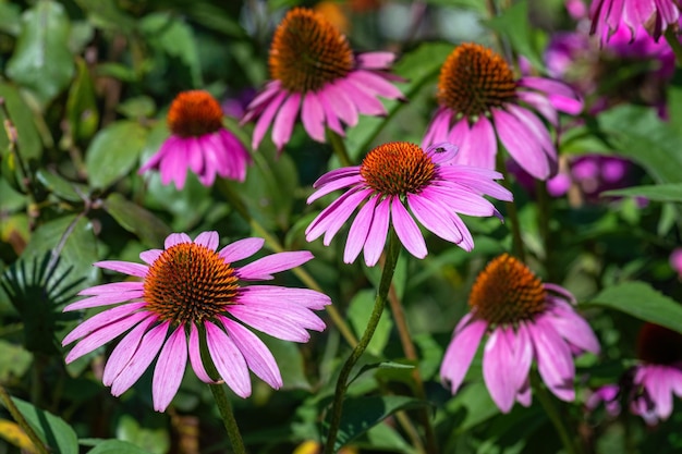 햇빛 아래 정원에 있는 보라색 콘플라워(Echinacea purpurea)의 클로즈업 샷