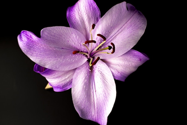 Closeup shot of purple lily flower on dark background