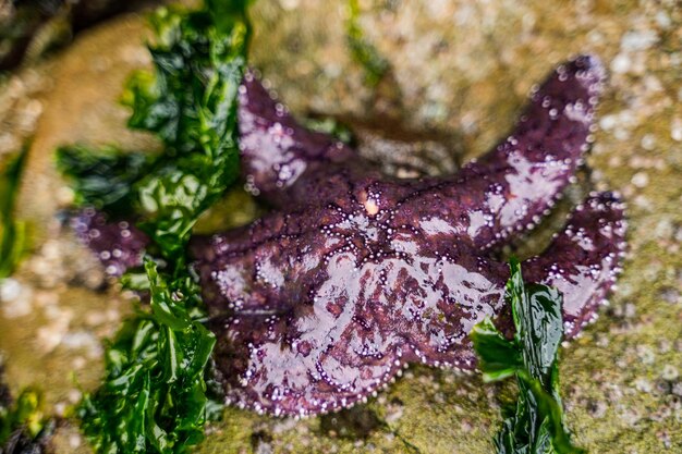 Closeup shot of a purple starfish