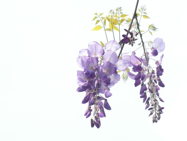 A closeup shot of purple vine branch on white background