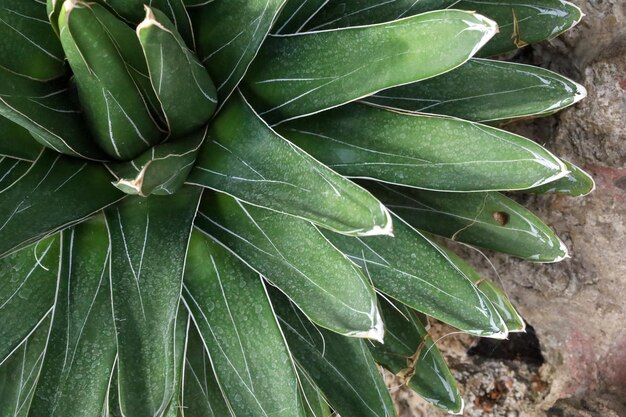 Photo closeup shot of queen victoria agave agave victoriaereginae