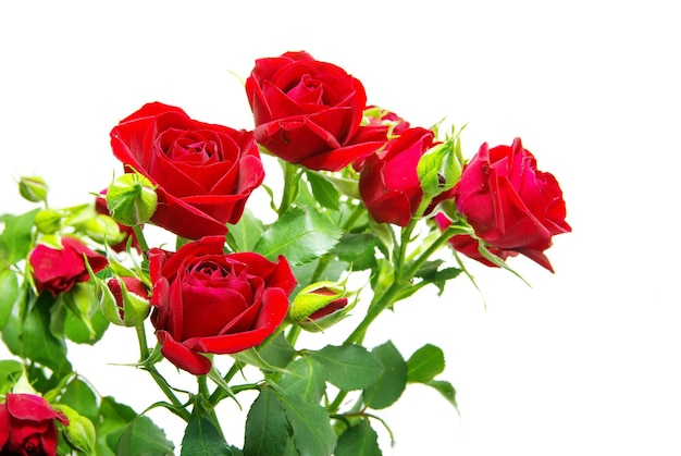 Closeup shot of a red roses