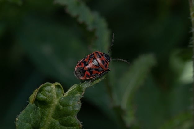 Closeup shot of a red soldier bug on a leaf