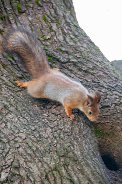 Closeup shot of the Red Squirrel